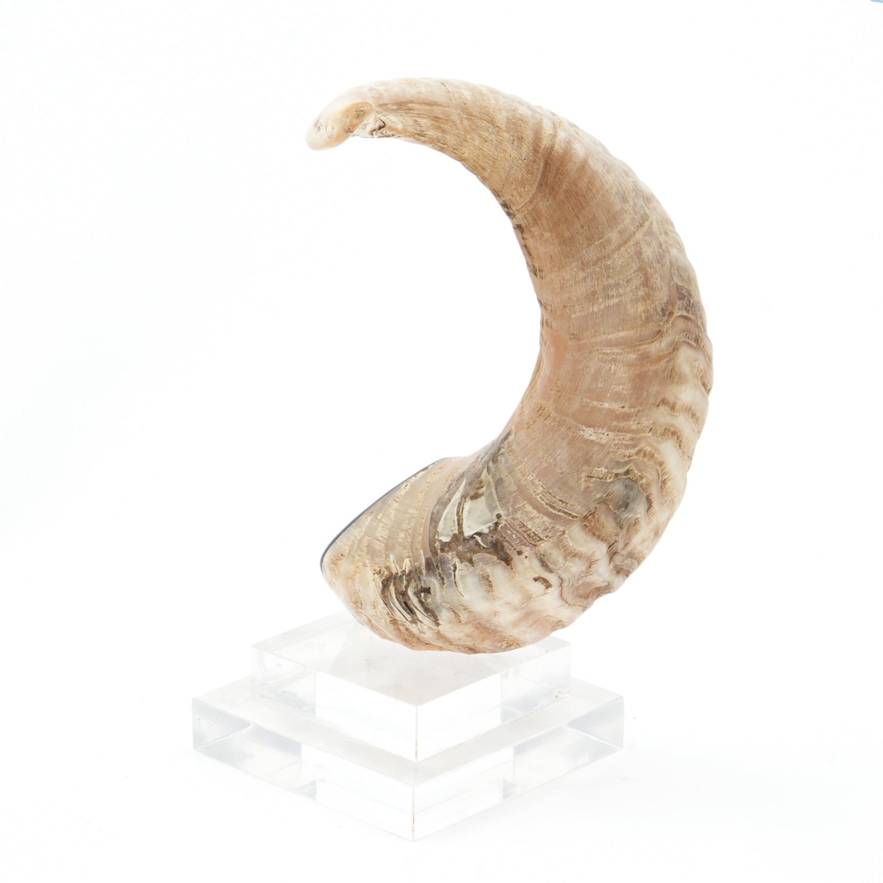 Marta Decorative Horn