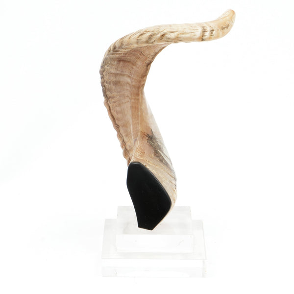 Marta Decorative Horn