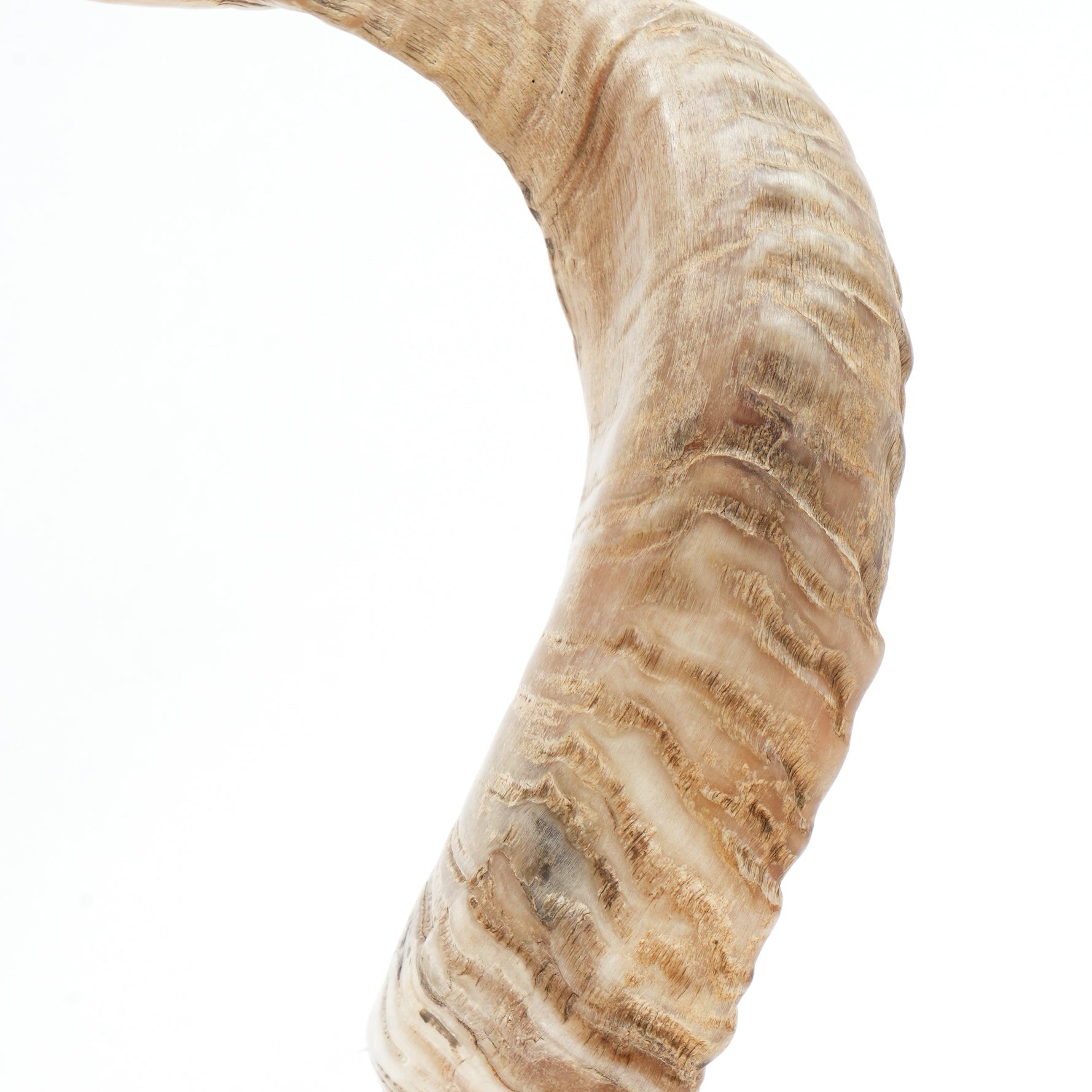 Marta Decorative Horn