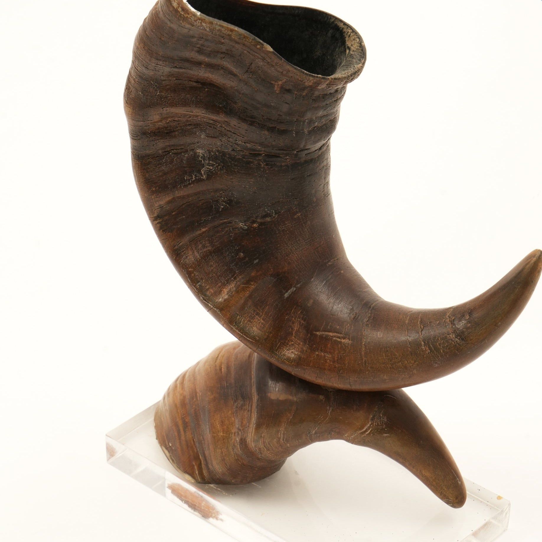 Graziella Decorative Horn